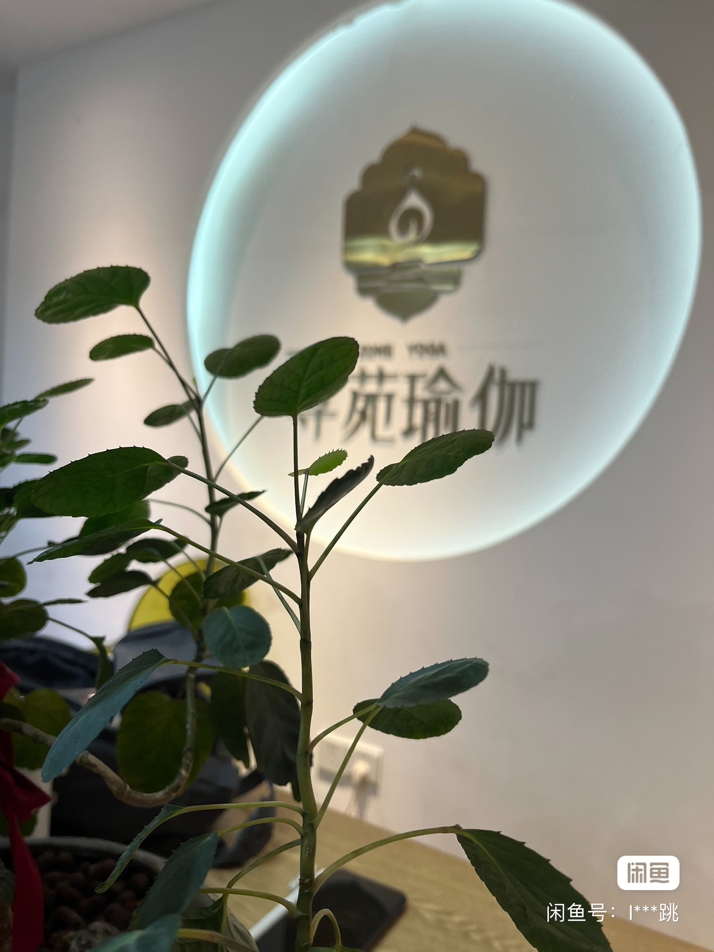 尊苑瑜伽课程转让