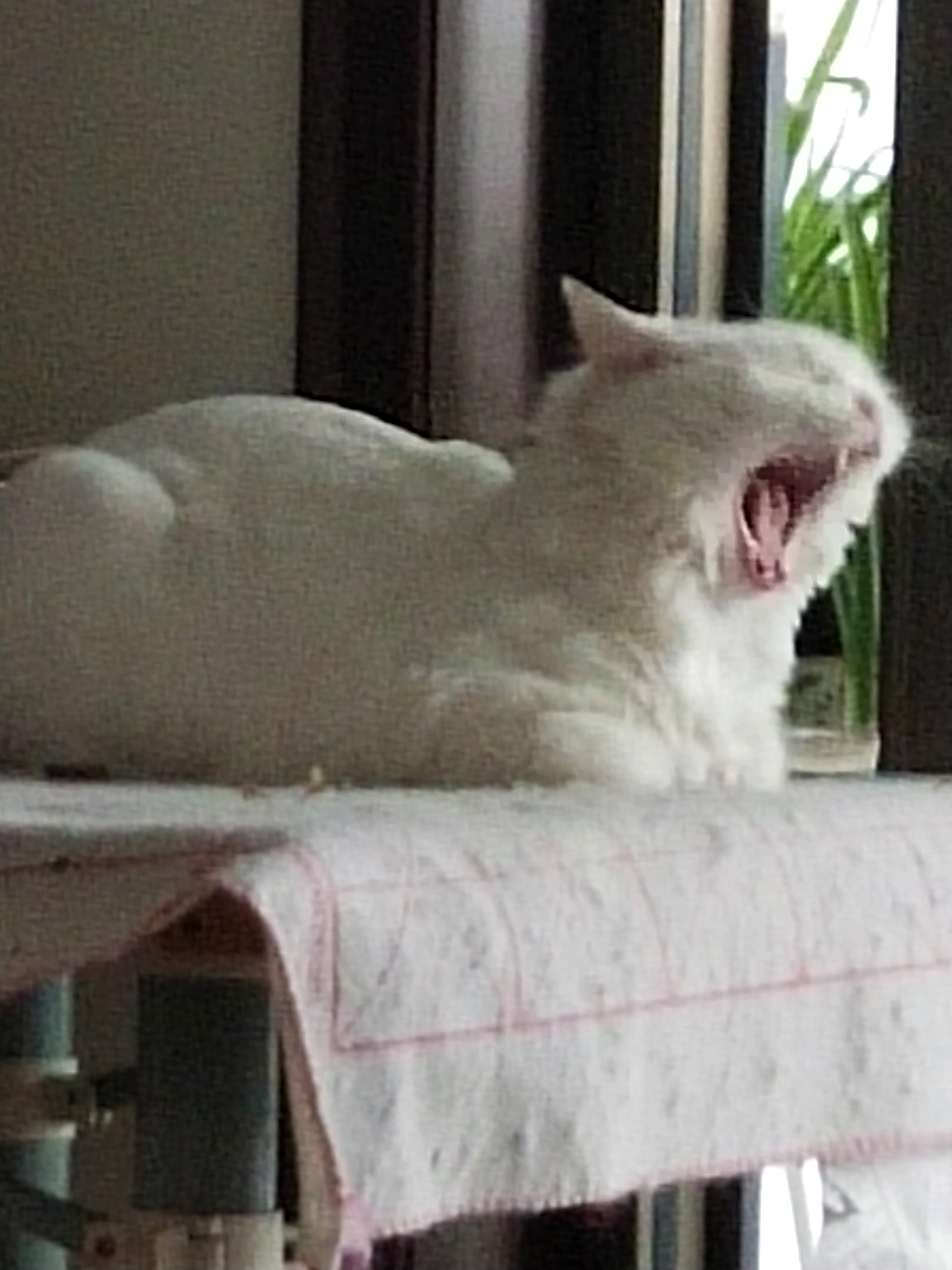猿辅导课程转让