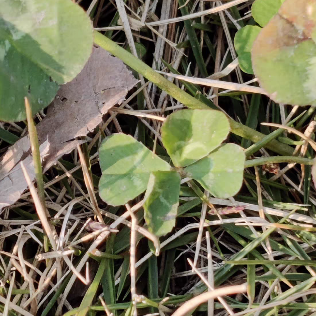 新标点外语课程转让